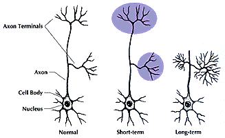 Serotonin